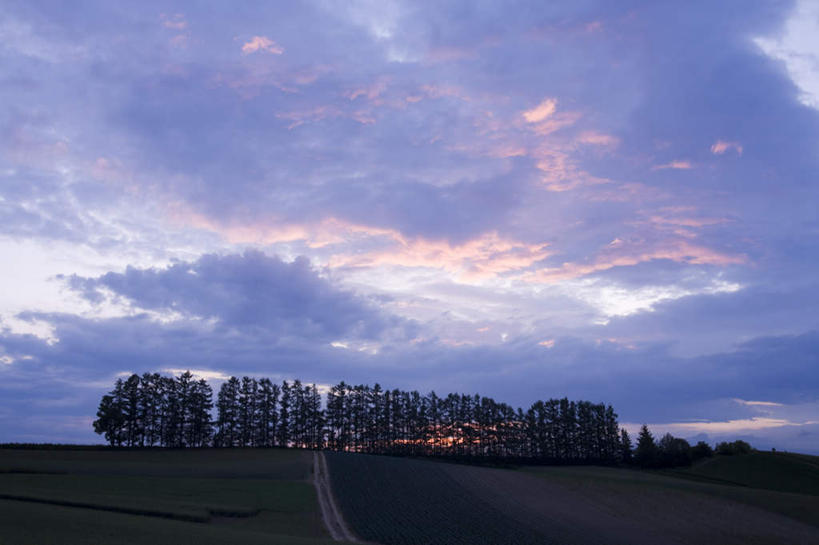 无人,横图,室外,白天,仰视,旅游,度假,草地,草坪,美景,植物,道路,路,北海道,日本,亚洲,一堆,一排,阴影,堆叠,堆积,整齐,光线,影子,景观,云,云朵,小路,交通,云彩,娱乐,草,树,树木,排列,蓝色,绿色,白云,蓝天,天空,阳光,自然,天,享受,休闲,景色,放松,乡间小路,生长,成长,堆,队列,自然风光,东亚,日本国,北海道地方,北海道岛,彩图,低角度拍摄