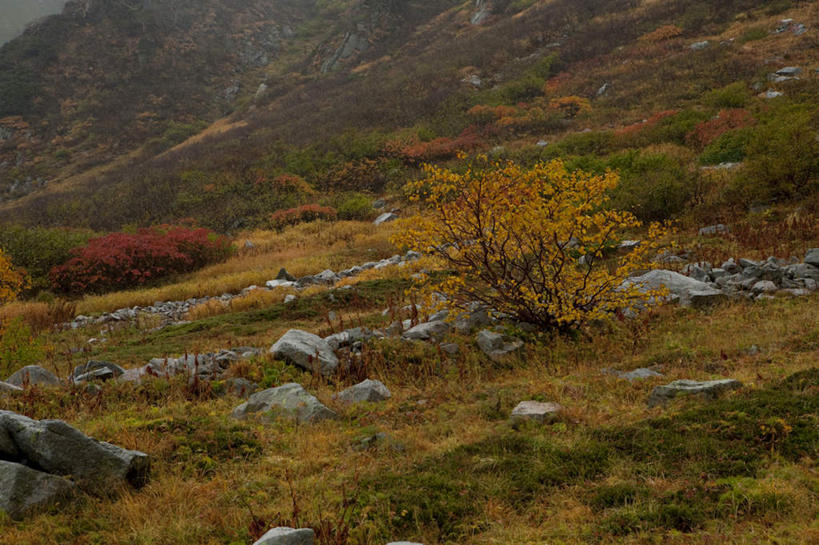 无人,横图,俯视,室外,白天,旅游,度假,草地,草坪,石头,美景,植物,长野县,日本,亚洲,阴影,光线,石子,影子,景观,娱乐,草,树,树木,绿色,阳光,自然,享受,休闲,景色,放松,生长,成长,自然风光,东亚,本州,本州岛,日本国,中部地方,长野,石块,彩图,高角度拍摄