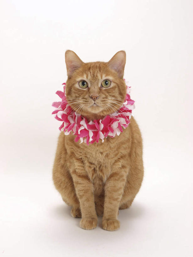 无人,站,竖图,室内,白天,白色背景,正面,宠物,猫,阴影,盛开,反射,花环,影子,圆圈,花蕾,注视,花,花瓣,花朵,鲜花,一个,一只,粉色,黄色,动物,花苞,花蕊,观察,看,站着,可爱,摄影,影棚,单个,观看,察看,关注,猫咪,站立,彩图,全身,影棚拍摄,拍摄