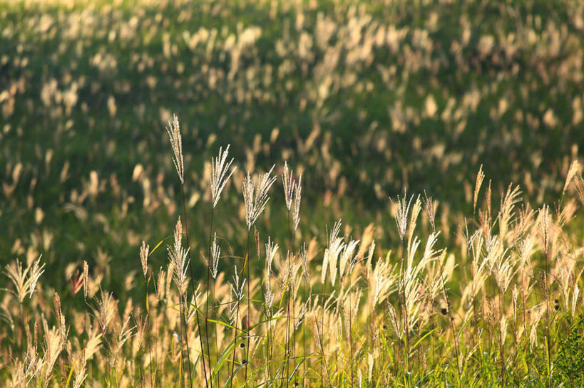 无人,农田,横图,俯视,室外,白天,旅游,度假,农业,庄稼,农作物,小麦,草地,草坪,美景,植物,长野县,日本,亚洲,阴影,光线,影子,稻田,景观,谷物,娱乐,草,绿色,阳光,自然,享受,休闲,稻谷,稻子,景色,放松,麦子,自然风光,东亚,本州,本州岛,日本国,中部地方,长野,彩图,高角度拍摄,耕地,庄稼田