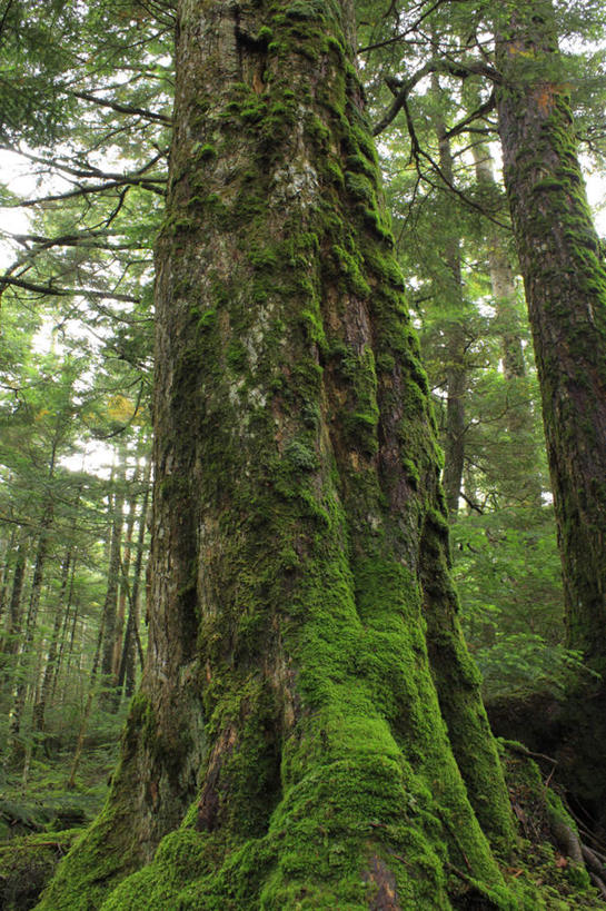 无人,竖图,室外,白天,仰视,旅游,度假,草地,草坪,美景,植物,长野县,日本,亚洲,阴影,光线,影子,景观,娱乐,草,树,树干,树木,绿色,阳光,自然,享受,休闲,景色,放松,生长,成长,自然风光,东亚,本州,本州岛,日本国,中部地方,长野,彩图,低角度拍摄
