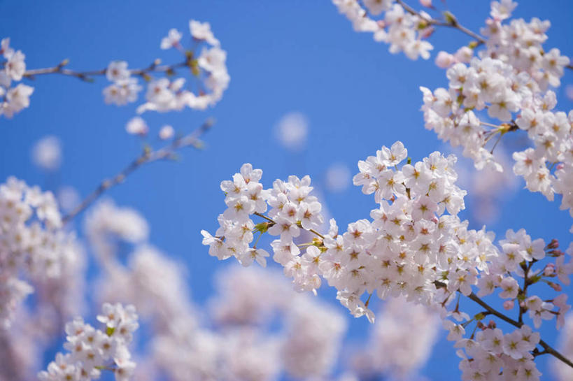 无人,横图,室外,白天,仰视,旅游,度假,美景,植物,樱花,神奈川,日本,亚洲,阴影,朦胧,模糊,盛开,光线,影子,景观,云,云朵,神奈川县,花蕾,云彩,娱乐,花,花瓣,花朵,鲜花,树,树木,粉色,蓝色,绿色,白云,蓝天,天空,阳光,自然,天,花苞,花蕊,享受,休闲,景色,放松,生长,成长,自然风光,东亚,本州,关东地方,本州岛,日本国,仙樱花,福岛樱,青肤樱,荆桃,彩图,低角度拍摄