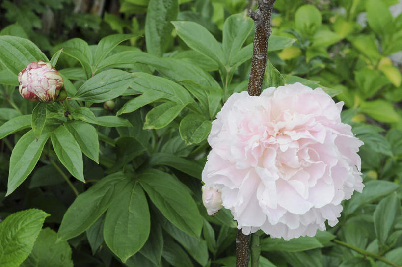 无人,横图,俯视,室外,白天,旅游,度假,美景,牡丹花,叶子,日本,亚洲,阴影,盛开,光线,影子,景观,绿叶,花蕾,娱乐,花,花瓣,花朵,鲜花,一朵,阳光,自然,花苞,花蕊,享受,休闲,嫩叶,景色,放松,富贵,自然风光,东亚,本州,本州岛,日本国,近畿地方,近畿,兵库,兵库县,鼠姑,鹿韭,白茸,百雨金,浓情,圆满,富贵花,洛阳花,牡丹,木芍药,芍药,叶,叶片,彩图,高角度拍摄