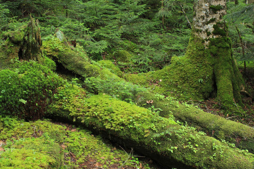 无人,农田,横图,俯视,室外,白天,旅游,度假,庄稼,农作物,草地,草坪,石头,美景,植物,长野县,日本,亚洲,阴影,光线,石子,影子,景观,娱乐,草,树,树木,绿色,阳光,自然,享受,休闲,景色,放松,生长,成长,自然风光,东亚,本州,本州岛,日本国,中部地方,长野,石块,彩图,高角度拍摄,耕地,庄稼田