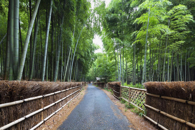 无人,栏杆,横图,室外,白天,正面,旅游,度假,草地,草坪,美景,植物,道路,路,京都,日本,亚洲,阴影,光线,影子,栅栏,景观,篱笆,云,云朵,围栏,小路,交通,云彩,娱乐,护栏,草,树,树木,蓝色,绿色,白云,蓝天,天空,阳光,自然,天,享受,休闲,景色,放松,乡间小路,京都府,生长,成长,自然风光,东亚,本州,本州岛,日本国,近畿地方,近畿,彩图