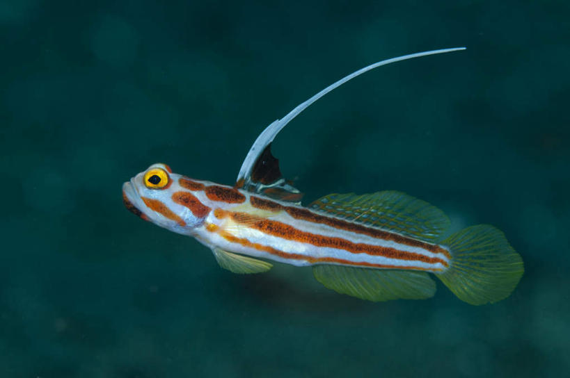 无人,横图,俯视,室外,白天,旅游,度假,河流,美景,水,叶子,一条,阴影,条纹,光线,鱼,影子,河水,景观,水流,绿叶,注视,娱乐,鱼类,红色,阳光,自然,观察,看,享受,休闲,嫩叶,景色,放松,观看,游动,察看,关注,自然风光,叶,叶片,彩图,高角度拍摄