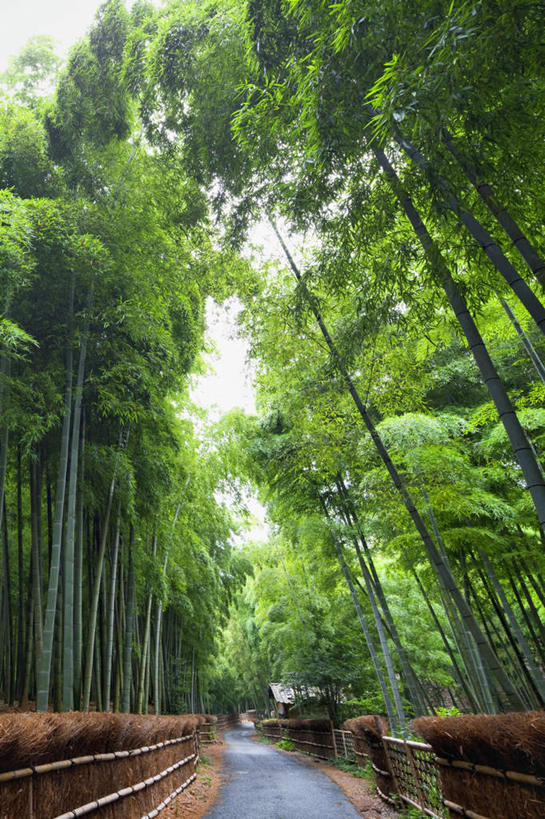 无人,栏杆,竖图,室外,白天,仰视,旅游,度假,草地,草坪,美景,植物,道路,路,京都,日本,亚洲,阴影,光线,影子,栅栏,景观,篱笆,云,云朵,围栏,小路,交通,云彩,娱乐,护栏,草,树,树木,蓝色,绿色,白云,蓝天,天空,阳光,自然,天,享受,休闲,景色,放松,乡间小路,京都府,生长,成长,自然风光,东亚,本州,本州岛,日本国,近畿地方,近畿,彩图,低角度拍摄