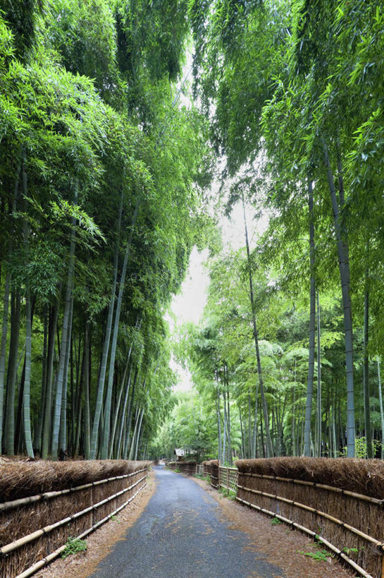 无人,栏杆,竖图,室外,白天,正面,旅游,度假,草地,草坪,美景,植物,道路,路,京都,日本,亚洲,阴影,光线,影子,栅栏,景观,篱笆,云,云朵,围栏,小路,交通,云彩,娱乐,护栏,草,树,树木,蓝色,绿色,白云,蓝天,天空,阳光,自然,天,享受,休闲,景色,放松,乡间小路,京都府,生长,成长,自然风光,东亚,本州,本州岛,日本国,近畿地方,近畿,彩图