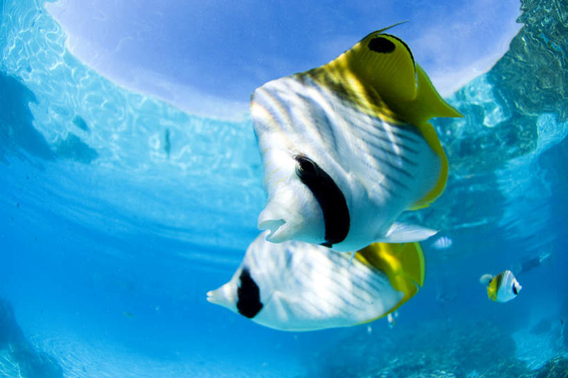 海鲜,无人,横图,室外,白天,正面,旅游,度假,海底,水下,美景,两条,波纹,鱼,珊瑚,景观,水底,注视,娱乐,珊瑚礁,水产,鱼类,海洋生物,水纹,自然,波浪,观察,看,享受,休闲,景色,放松,海底世界,观看,游动,察看,关注,自然风光,水生动物,海产品,水生物,蝴蝶鱼,海底动物,海底礁,海床,礁,岩石,彩图