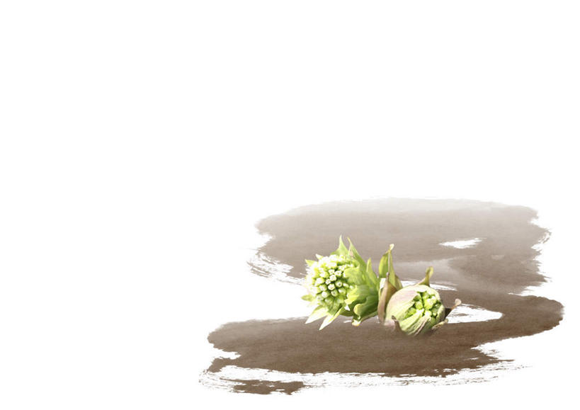 无人,横图,俯视,室内,特写,白天,白色背景,蔬菜,叶子,新鲜,日文,标志,文字,字符,食品,绿叶,标识,食物,两个,嫩叶,摄影,有机食品,绿色食品,影棚,日语,叶,叶片,彩图,高角度拍摄,影棚拍摄,拍摄