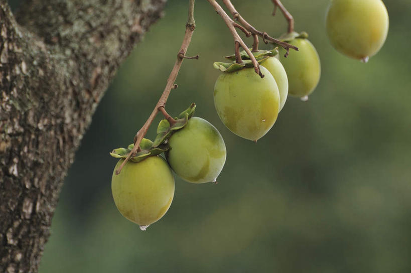 无人,横图,俯视,室外,特写,白天,旅游,度假,美景,水,植物,柿子,水果,叶子,日本,亚洲,一棵,一排,许多,朦胧,模糊,新鲜,整齐,液体,景观,水滴,生食,食品,果实,绿叶,枝条,千叶县,娱乐,树,树干,树木,树枝,食物,排列,绿色,自然,享受,休闲,嫩叶,景色,放松,有机食品,绿色食品,生长,成长,堆,队列,自然风光,东亚,本州,关东地方,本州岛,日本国,千叶,叶,叶片,彩图,高角度拍摄