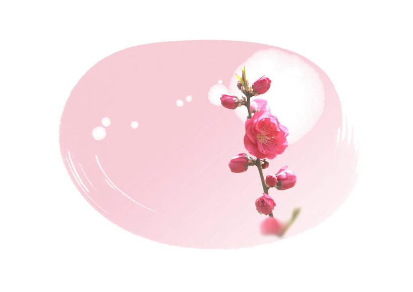 无人,横图,俯视,室内,白天,白色背景,水,植物,叶子,许多,盛开,液体,水滴,梅花,绿叶,花,花瓣,花朵,花卉,鲜花,粉色,红色,花蕊,嫩叶,摄影,影棚,叶,叶片,彩图,高角度拍摄,影棚拍摄,拍摄