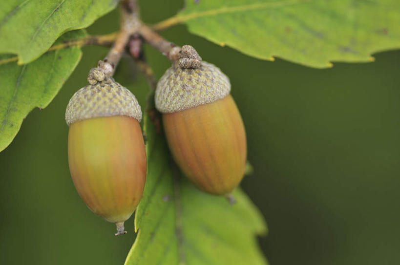 无人,横图,俯视,室外,特写,白天,旅游,度假,美景,水果,叶子,日本,亚洲,朦胧,模糊,新鲜,景观,生食,食品,坚果,果实,绿叶,千叶县,娱乐,食物,两个,自然,干果,享受,休闲,嫩叶,景色,放松,有机食品,绿色食品,自然风光,橡果,橡树果,东亚,本州,关东地方,本州岛,日本国,橡栗,橡实,橡树子,橡子,千叶,叶,叶片,彩图,高角度拍摄