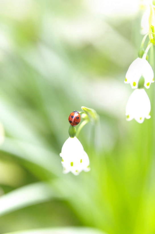 无人,竖图,俯视,室外,白天,旅游,度假,幸福,美景,植物,瓢虫,叶子,日本,亚洲,许多,朦胧,模糊,盛开,昆虫,景观,铃兰花,绿叶,千叶县,娱乐,花,花瓣,花朵,花卉,鲜花,白色,自然,动物,花蕊,享受,休闲,嫩叶,景色,放松,铃铛花,铃兰,高雅,自然风光,益虫,东亚,本州,关东地方,本州岛,日本国,君影草,山谷百合,香水花,思念,千叶,淡泊,花中君子,叶,叶片,七星瓢虫,花大姐,彩图,高角度拍摄
