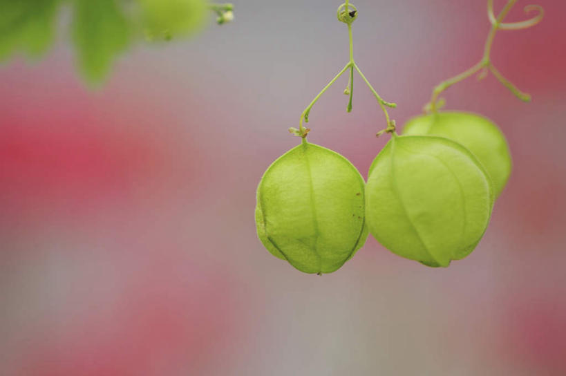 无人,横图,俯视,室外,特写,白天,旅游,度假,美景,植物,叶子,日本,亚洲,朦胧,模糊,景观,泥土,果子,绿叶,种子,千叶县,娱乐,三个,绿色,自然,享受,休闲,嫩叶,景色,放松,自然风光,东亚,本州,关东地方,本州岛,日本国,倒地铃,风船葛,千叶,倒藤卜仔草,三角卜,叶,叶片,彩图,高角度拍摄