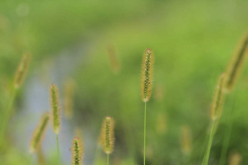 无人,横图,俯视,室外,白天,旅游,度假,美景,叶子,日本,亚洲,许多,朦胧,模糊,景观,绿叶,千叶县,娱乐,狗尾巴草,绿色,自然,享受,休闲,嫩叶,狗尾草,景色,放松,自然风光,东亚,本州,关东地方,本州岛,日本国,绿狗尾草,谷莠子,千叶,叶,叶片,彩图,高角度拍摄