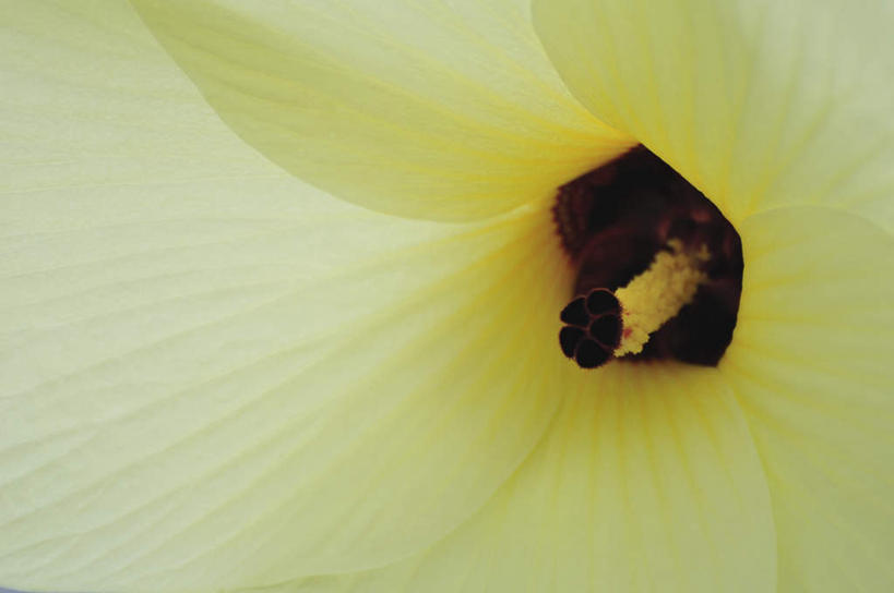 无人,横图,俯视,室外,特写,白天,旅游,度假,美景,植物,日本,亚洲,盛开,景观,千叶县,娱乐,花,花瓣,花朵,花卉,鲜花,一朵,白色,自然,花蕊,享受,休闲,景色,放松,自然风光,东亚,本州,关东地方,本州岛,日本国,千叶,霸天伞,黄蜀葵,彩图,高角度拍摄