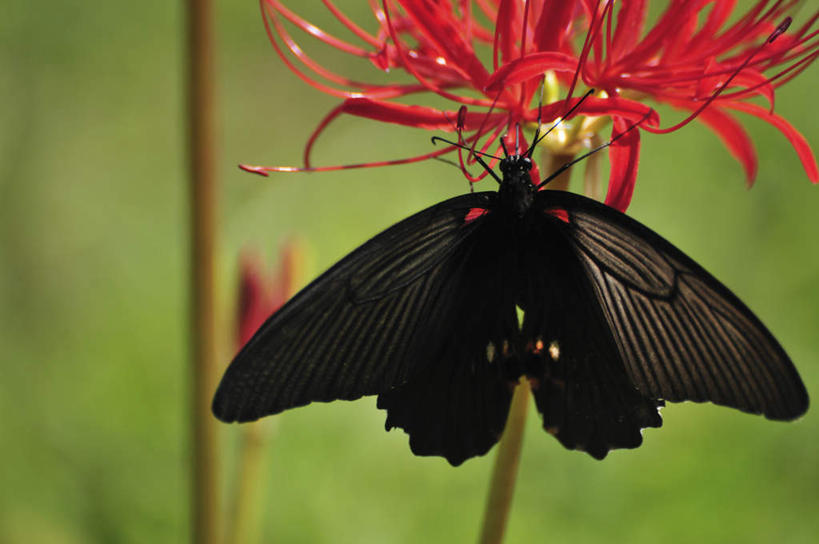 无人,站,横图,室外,特写,白天,正面,旅游,度假,美景,植物,蝴蝶,叶子,日本,亚洲,许多,朦胧,模糊,盛开,昆虫,景观,绿叶,千叶县,娱乐,花,花瓣,花朵,花卉,鲜花,一只,红色,自然,动物,花蕊,站着,享受,休闲,嫩叶,景色,放松,美凤蝶,自然风光,益虫,东亚,本州,关东地方,本州岛,日本国,蜘蛛百合,千叶,笹蟹百合,螫蟹花,水鬼蕉,蜘蛛兰,天生丽质,叶,叶片,站立,彩图,全身
