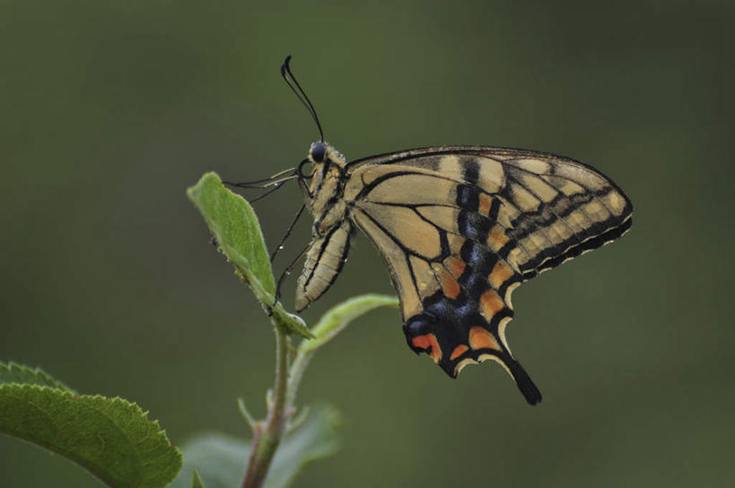 无人,站,横图,室外,特写,白天,侧面,旅游,度假,美景,蝴蝶,叶子,日本,亚洲,朦胧,模糊,昆虫,景观,绿叶,千叶县,娱乐,一只,自然,动物,站着,享受,休闲,嫩叶,景色,放松,凤蝶,金凤蝶,自然风光,采蜜,益虫,东亚,燕尾蝶,凤尾蝶,本州,关东地方,本州岛,日本国,千叶,黄凤蝶,茴香凤蝶,胡萝卜凤蝶,叶,叶片,站立,彩图,全身