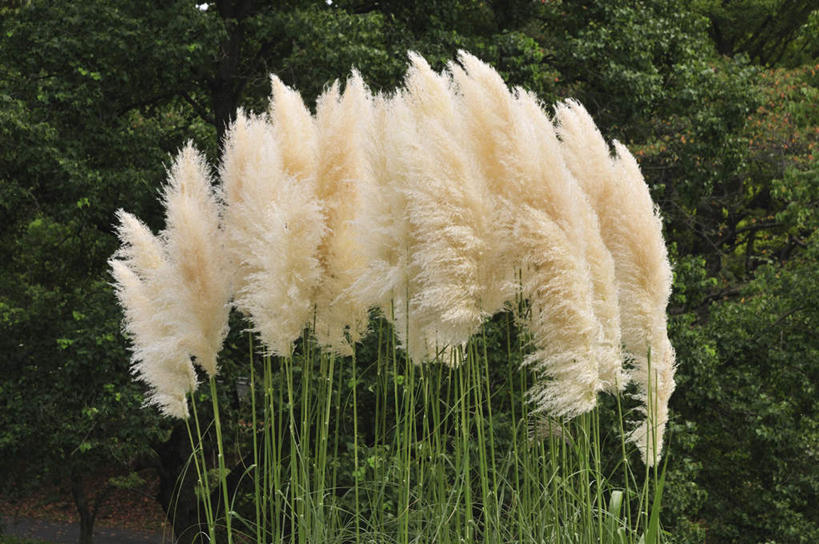 无人,横图,室外,特写,白天,正面,旅游,度假,草地,美景,树林,植物,日本,亚洲,许多,景观,千叶县,蒲苇,娱乐,草,树,树木,绿色,白色,自然,享受,休闲,景色,放松,生长,成长,自然风光,东亚,本州,关东地方,本州岛,日本国,千叶,彩图