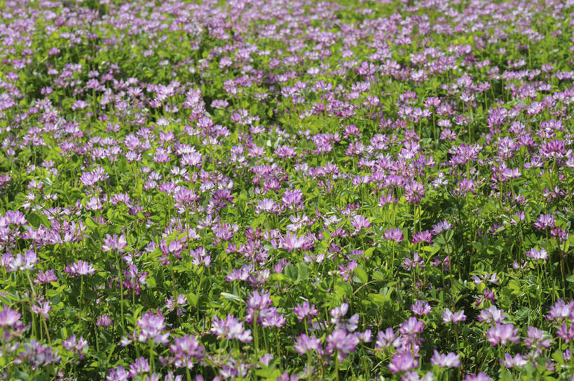 无人,横图,俯视,室外,白天,旅游,度假,花海,花圃,美景,植物,叶子,日本,亚洲,许多,盛开,景观,绿叶,花蕾,娱乐,花,花瓣,花朵,花卉,鲜花,粉色,绿色,自然,花丛,花田,花苞,花蕊,享受,休闲,嫩叶,景色,放松,生长,成长,自然风光,东亚,紫云英,红花草,本州,本州岛,日本国,近畿地方,近畿,兵库,兵库县,翘摇,叶,叶片,彩图,高角度拍摄