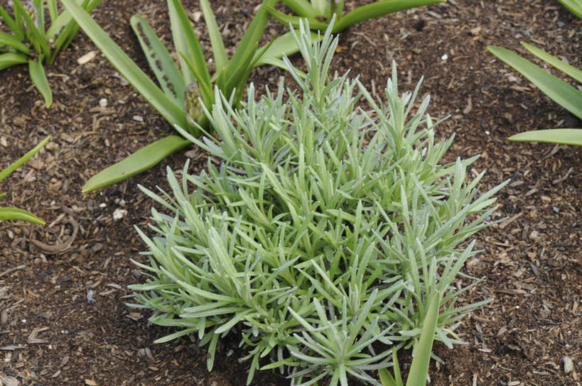 无人,横图,俯视,室外,特写,白天,美景,芹菜,蔬菜,叶子,日本,亚洲,一堆,许多,堆叠,堆积,新鲜,景观,泥土,食品,绿叶,食物,自然,嫩叶,景色,有机食品,绿色食品,堆,自然风光,东亚,本州,本州岛,日本国,中国地方,根芹菜,根洋芹,球根塘蒿,冈山,冈山县,叶,叶片,药芹,水芹,旱芹,彩图,高角度拍摄