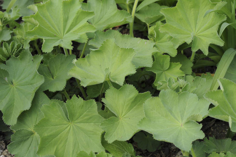 无人,横图,俯视,室外,白天,旅游,度假,美景,叶子,日本,亚洲,许多,景观,绿叶,娱乐,自然,享受,休闲,嫩叶,景色,放松,使用,自然风光,东亚,本州,本州岛,日本国,中国地方,冈山,冈山县,斗篷草,叶,叶片,彩图,高角度拍摄