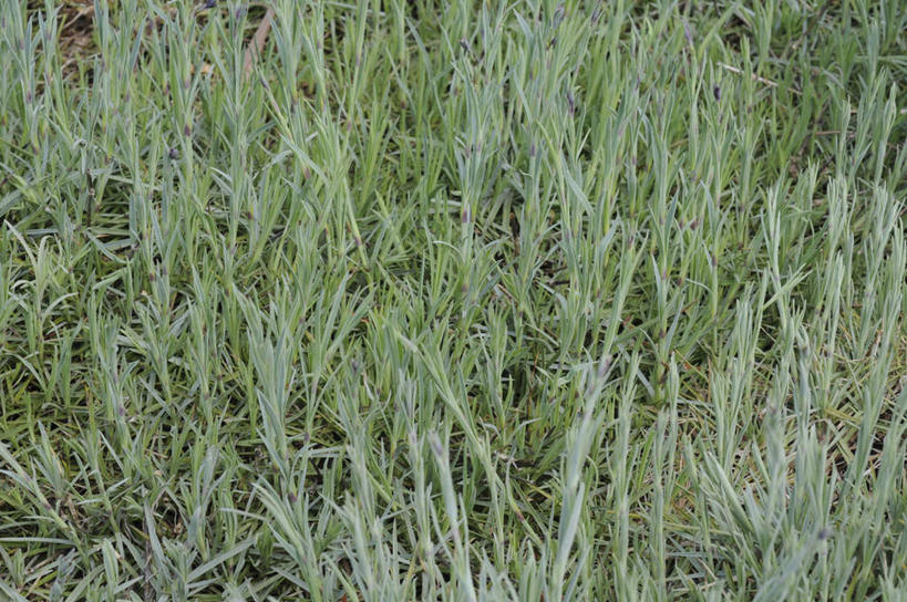 无人,横图,俯视,室外,白天,旅游,度假,热情,美景,康乃馨,叶子,日本,亚洲,许多,景观,绿叶,祝福,娱乐,绿色,自然,享受,休闲,嫩叶,景色,放松,母爱,清纯,自然风光,亲情,东亚,本州,本州岛,日本国,中国地方,冈山,冈山县,思念,宽容,热恋,真挚,热心,麝香石竹,石竹,香石竹,叶,叶片,彩图,高角度拍摄,魅力