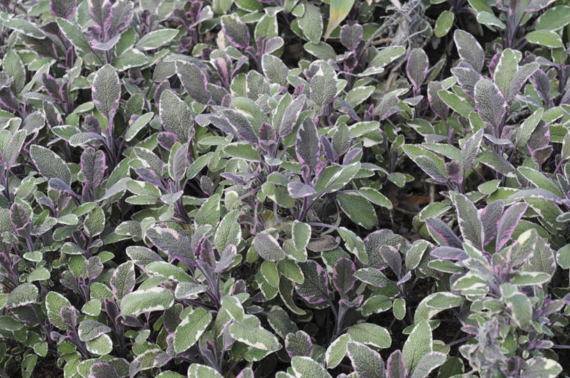 无人,家庭,横图,俯视,室外,白天,旅游,度假,智慧,美景,叶子,日本,亚洲,许多,景观,绿叶,娱乐,绿色,自然,享受,休闲,嫩叶,景色,放松,鼠尾草,自然风光,东亚,本州,本州岛,日本国,中国地方,冈山,冈山县,理性,叶,叶片,彩图,高角度拍摄