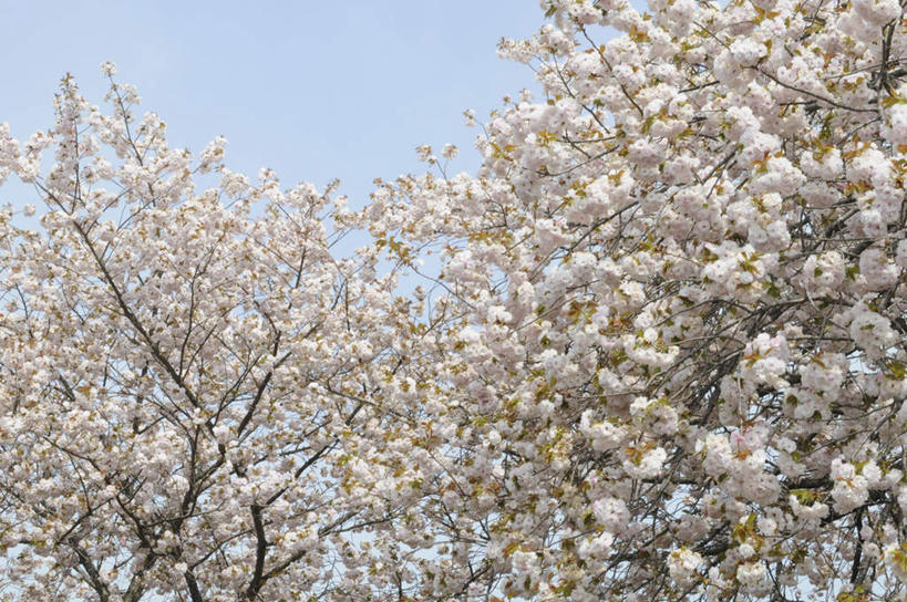 无人,横图,室外,白天,仰视,旅游,度假,美景,树林,植物,樱花,日本,亚洲,许多,景观,娱乐,树,树木,蓝色,绿色,蓝天,天空,自然,天,享受,休闲,景色,放松,生长,晴朗,成长,自然风光,东亚,本州,万里无云,本州岛,日本国,中国地方,仙樱花,福岛樱,青肤樱,冈山,冈山县,晴空,晴空万里,荆桃,彩图,低角度拍摄