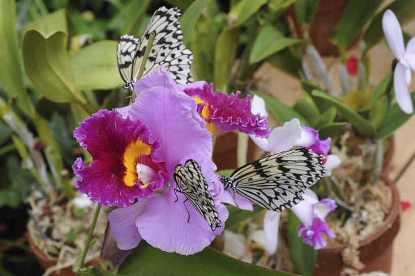 无人,站,横图,俯视,室外,特写,白天,旅游,度假,美景,植物,蝴蝶,叶子,花盆,日本,亚洲,三只,盛开,昆虫,景观,绿叶,娱乐,花,花瓣,花朵,花卉,鲜花,两朵,紫色,自然,动物,蝴蝶花,花蕊,站着,享受,休闲,嫩叶,景色,放松,自然风光,益虫,东亚,本州,本州岛,日本国,近畿地方,近畿,兵库,兵库县,大白斑蝶,大帛斑蝶,叶,叶片,站立,彩图,高角度拍摄,全身