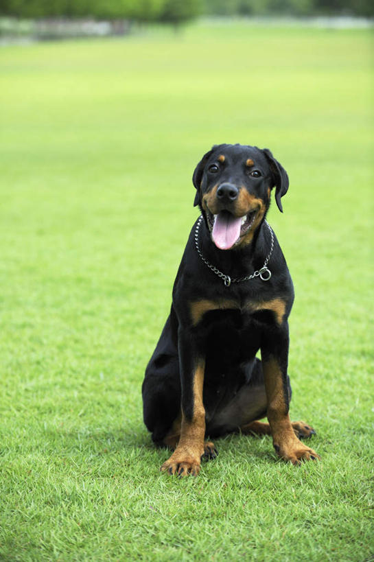 无人,坐,竖图,俯视,室外,白天,旅游,度假,草地,草坪,美景,植物,宠物,狗,景观,娱乐,吐舌头,草,一只,绿色,黑色,自然,动物,伸舌头,享受,休闲,吐舌,景色,放松,可爱,自然风光,忠诚,犬,坐着,彩图,高角度拍摄,全身