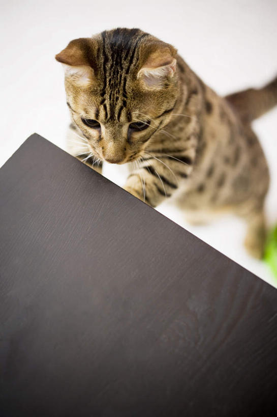 无人,攀登,竖图,俯视,室内,白天,地板,桌子,宠物,猫,花纹,条纹,朦胧,模糊,地面,注视,木地板,一只,动物,观察,看,爬,可爱,观看,寻找,察看,关注,斑纹,猫咪,寻觅,攀爬,半身,彩图,高角度拍摄