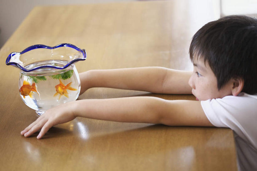 东方人,儿童,一个人,伸展双臂,横图,室内,白天,侧面,纯洁,桌子,亚洲,仅一个男性,仅一个人,两条,金鱼,鱼,鱼缸,注视,黄种人,鱼类,小孩,黄色,观察,看,趴着,仅一个小孩,可爱,童年,童趣,游,观看,察看,关注,童真,烂漫,无邪,观赏鱼,金鲫鱼,天真,男孩,男人,男性,亚洲人,孩子,敞开双臂,趴,伸开双臂,展开双肩,张开手臂,张开双臂,半身,彩图,男生