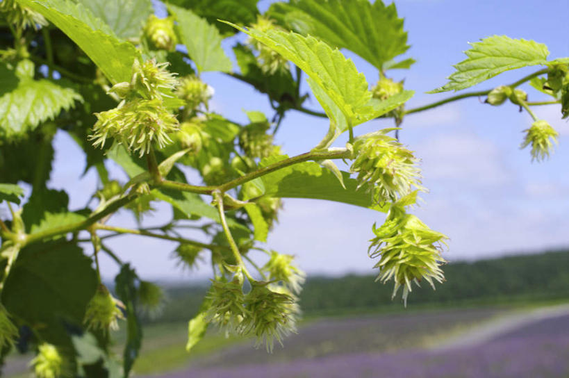 无人,横图,室外,特写,白天,仰视,旅游,度假,美景,树林,植物,道路,路,叶子,北海道,日本,亚洲,许多,阴影,朦胧,模糊,盛开,光线,影子,景观,小路,啤酒花,绿叶,交通,娱乐,花,花瓣,花朵,花卉,鲜花,树,树木,蓝色,绿色,蓝天,天空,阳光,自然,天,花蕊,享受,休闲,嫩叶,景色,放松,生长,晴朗,成长,酒花,自然风光,东亚,万里无云,日本国,北海道地方,北海道岛,忽布,蛇麻花,酵母花,叶,叶片,晴空,晴空万里,彩图,低角度拍摄