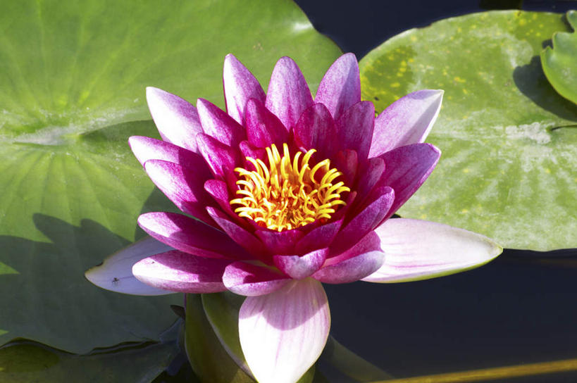 无人,横图,俯视,室外,特写,白天,旅游,度假,纯洁,河流,美景,水,植物,莲花,叶子,朦胧,模糊,盛开,液体,河水,景观,水滴,水流,绿叶,娱乐,花,花瓣,花朵,花卉,鲜花,一朵,红色,自然,花蕊,享受,休闲,嫩叶,景色,放松,富贵,神圣,自然风光,纯净,六月花神,正直,荷花,六月春,藕花,水芙蓉,叶,叶片,彩图,高角度拍摄