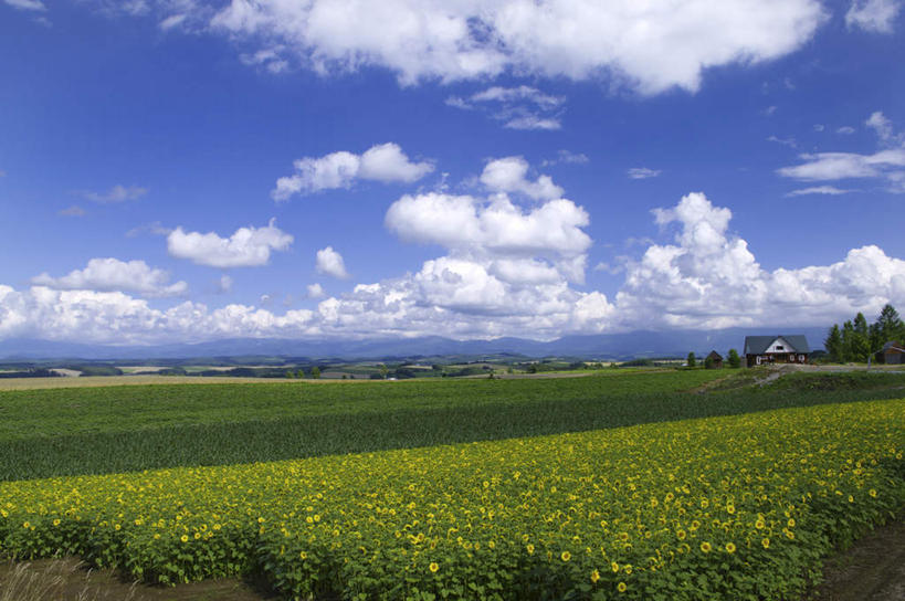 无人,家,横图,俯视,室外,白天,爱情,旅游,度假,幸福,花海,花圃,美景,树林,太阳,植物,向日葵,叶子,富山县,日本,亚洲,许多,盛开,房屋,屋子,地平线,景观,云,云朵,辽阔,绿叶,地面,花蕾,云彩,娱乐,楼房,住宅,花,花瓣,花朵,花卉,鲜花,树,树木,黄色,蓝色,绿色,白云,蓝天,天空,自然,花丛,花田,天,花苞,花蕊,享受,休闲,广阔,嫩叶,景色,放松,生长,晴朗,成长,一望无际,自然风光,延伸,光辉,东亚,沉默,忠诚,本州,本州岛,日本国,中部地方,天地相交,勇敢,富山,投缘,爱慕,无边无际,一马平川,高傲,朝阳花,葵花,望日莲,向阳花,转日莲,叶,叶片,晴空,彩图,高角度拍摄,房子