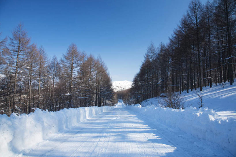 无人,横图,室外,白天,正面,旅游,度假,美景,树林,雪,植物,大雪,道路,路,富山县,日本,亚洲,许多,阴影,光线,影子,积雪,景观,雪景,冬季,冬天,小路,交通,娱乐,树,树木,蓝色,绿色,蓝天,天空,阳光,自然,天,享受,休闲,景色,放松,寒冷,乡间小路,生长,晴朗,成长,自然风光,东亚,本州,万里无云,本州岛,日本国,中部地方,严寒,富山,晴空,晴空万里,彩图