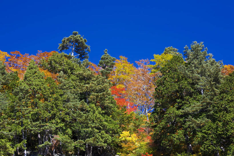 无人,横图,室外,白天,仰视,旅游,度假,美景,秋季,树林,植物,富山县,日本,亚洲,许多,景观,娱乐,树,树木,蓝色,绿色,蓝天,天空,自然,天,享受,休闲,景色,放松,生长,晴朗,成长,自然风光,东亚,本州,万里无云,本州岛,日本国,中部地方,富山,晴空,晴空万里,秋,秋天,彩图,低角度拍摄