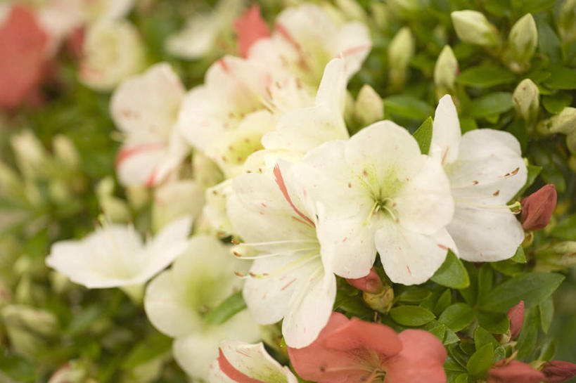 无人,横图,俯视,室外,特写,白天,旅游,度假,花海,花圃,美景,植物,百合花,叶子,许多,朦胧,模糊,盛开,景观,绿叶,花蕾,娱乐,花,花瓣,花朵,花卉,鲜花,绿色,白色,自然,花丛,花田,花苞,花蕊,享受,休闲,嫩叶,景色,放松,生长,成长,自然风光,强瞿,百合蒜,倒仙,番韭,山丹,叶,叶片,彩图,高角度拍摄