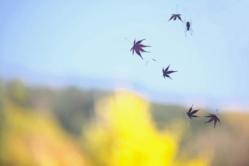 无人,横图,室外,特写,白天,仰视,旅游,度假,草地,草坪,美景,植物,叶子,神奈川,日本,亚洲,朦胧,模糊,昆虫,蜘蛛,蜘蛛网,景观,枫叶,枯叶,落叶,神奈川县,娱乐,草,黄色,红色,蓝色,绿色,蓝天,天空,自然,动物,天,享受,休闲,景色,放松,晴朗,枫树叶,八脚螅,自然风光,东亚,本州,万里无云,关东地方,本州岛,日本国,害虫,波丝,叶,叶片,晴空,晴空万里,彩图,低角度拍摄