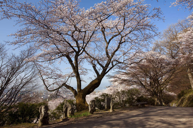 无人,横图,室外,白天,仰视,旅游,度假,花海,花圃,美景,树林,植物,道路,路,樱花,叶子,雕塑,日本,亚洲,许多,阴影,艺术,装饰,盛开,光线,雕刻,雕像,影子,景观,小路,绿叶,交通,花蕾,娱乐,石雕,花,花瓣,花朵,花卉,鲜花,树,树木,蓝色,绿色,蓝天,天空,阳光,自然,工艺品,花丛,花田,天,花苞,花蕊,享受,休闲,嫩叶,景色,放松,生长,晴朗,成长,纪念,美术,自然风光,主题,陈列,东亚,本州,万里无云,本州岛,日本国,中部地方,福井,福井县,功能,美学,仙樱花,福岛樱,青肤樱,西山公园,叶,叶片,晴空,晴空万里,荆桃,彩图,低角度拍摄