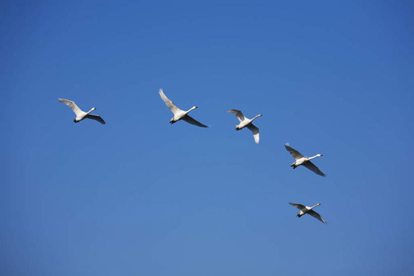 无人,横图,室外,白天,仰视,旅游,度假,美景,鸟,野生动物,天鹅,长野县,日本,亚洲,飞翔,飞行,鸟类,景观,翱翔,娱乐,飞舞,蓝色,蓝天,天空,自然,动物,天,享受,休闲,景色,放松,可爱,晴朗,五只,航行,飘动,自然风光,东亚,本州,万里无云,本州岛,日本国,中部地方,长野,遨游,漫游,晴空,晴空万里,鹄,彩图,低角度拍摄,全身