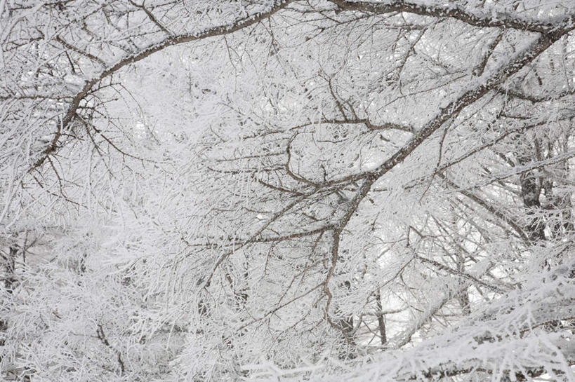 无人,横图,室外,白天,仰视,旅游,度假,美景,树林,雪,植物,大雪,富山县,日本,亚洲,许多,积雪,景观,雪景,冬季,冬天,娱乐,树,树木,蓝色,绿色,白色,蓝天,天空,自然,天,享受,休闲,景色,放松,寒冷,生长,晴朗,成长,自然风光,东亚,本州,万里无云,本州岛,日本国,中部地方,严寒,富山,晴空,晴空万里,彩图,低角度拍摄