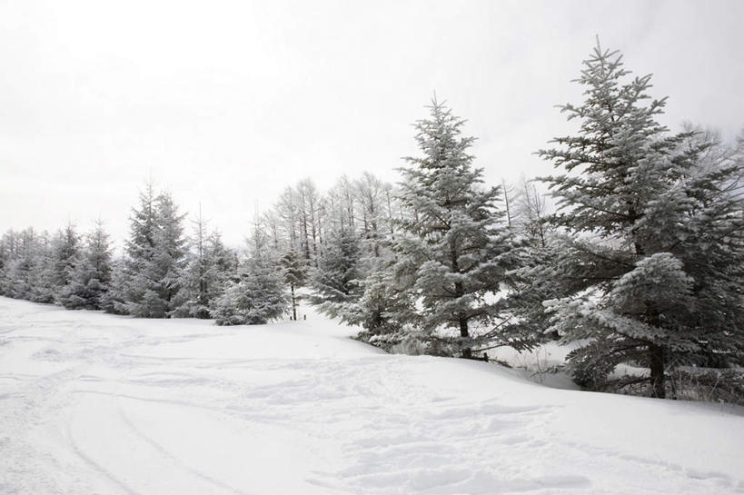 无人,横图,室外,白天,仰视,旅游,度假,美景,树林,雪,植物,大雪,道路,路,富山县,日本,亚洲,许多,积雪,景观,雪景,冬季,冬天,小路,交通,娱乐,树,树木,蓝色,绿色,白色,蓝天,天空,自然,天,享受,休闲,景色,放松,寒冷,生长,晴朗,成长,自然风光,东亚,本州,万里无云,本州岛,日本国,中部地方,严寒,富山,晴空,晴空万里,彩图,低角度拍摄