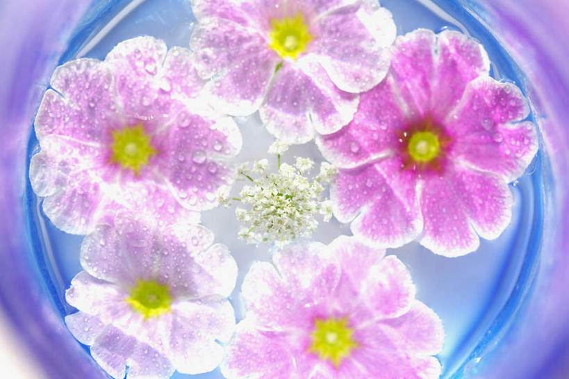 无人,横图,俯视,室内,特写,白天,水,植物,杯子,许多,朦胧,模糊,漂浮,盛开,液体,水滴,玻璃制品,花,花瓣,花朵,花卉,鲜花,粉色,水杯,花蕊,摄影,影棚,风蜡花,杰拉尔顿腊花,蜡花,淘金彩梅,玻璃杯,彩图,高角度拍摄,影棚拍摄,拍摄