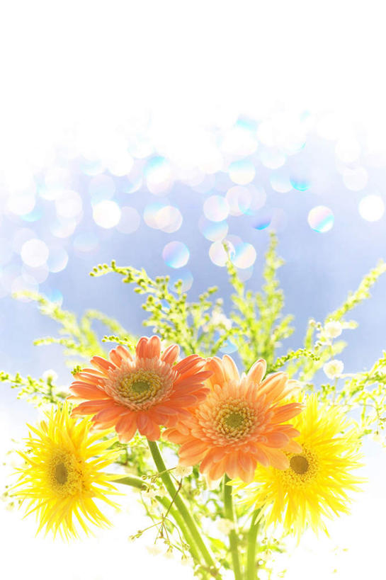 无人,竖图,室内,特写,白天,仰视,植物,叶子,许多,阴影,朦胧,模糊,盛开,光线,泡沫,影子,绿叶,非洲菊,花,花瓣,花朵,花卉,鲜花,黄色,阳光,花蕊,橙色,嫩叶,菊花,扶郎花,灯盏花,千日菊,叶,叶片,彩图,低角度拍摄