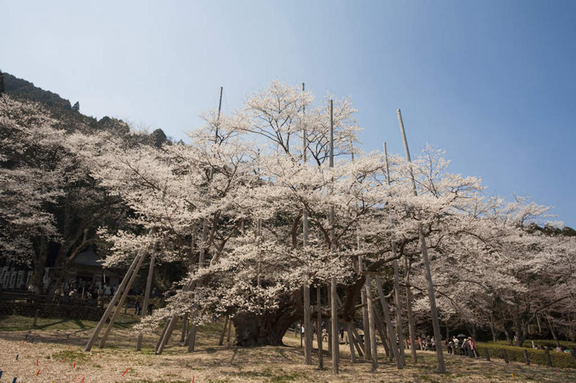 无人,公园,横图,室外,白天,仰视,旅游,度假,美景,树林,植物,樱花,叶子,日本,亚洲,许多,阴影,枯萎,盛开,光线,影子,景观,枯草,绿叶,娱乐,草,花,花瓣,花朵,花卉,鲜花,树,树木,黄色,蓝色,绿色,蓝天,天空,阳光,自然,天,花蕊,享受,休闲,嫩叶,景色,放松,生长,晴朗,成长,自然风光,东亚,本州,万里无云,本州岛,日本国,中部地方,岐阜,岐阜县,仙樱花,福岛樱,青肤樱,叶,叶片,晴空,晴空万里,荆桃,彩图,低角度拍摄