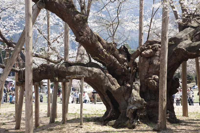 东方人,公园,家,站,横图,室外,白天,正面,旅游,度假,美景,树林,植物,樱花,叶子,日本,亚洲,许多,行人,游客,游人,阴影,服装,枯萎,朦胧,模糊,盛开,光线,影子,房屋,屋子,景观,枯草,绿叶,许多人,注视,休闲装,黄种人,娱乐,楼房,路人,旅客,住宅,草,花,花瓣,花朵,花卉,鲜花,树,树木,衣服,黄色,蓝色,绿色,蓝天,天空,阳光,自然,天,花蕊,观察,看,站着,一群人,享受,休闲,休闲服,嫩叶,景色,放松,服饰,生长,晴朗,成长,观看,察看,关注,自然风光,东亚,本州,万里无云,本州岛,日本国,中部地方,岐阜,岐阜县,仙樱花,福岛樱,青肤樱,过客,男人,男性,年轻男性,年轻女性,女人,女性,亚洲人,叶,叶片,晴空,晴空万里,荆桃,站立,彩图,全身,房子