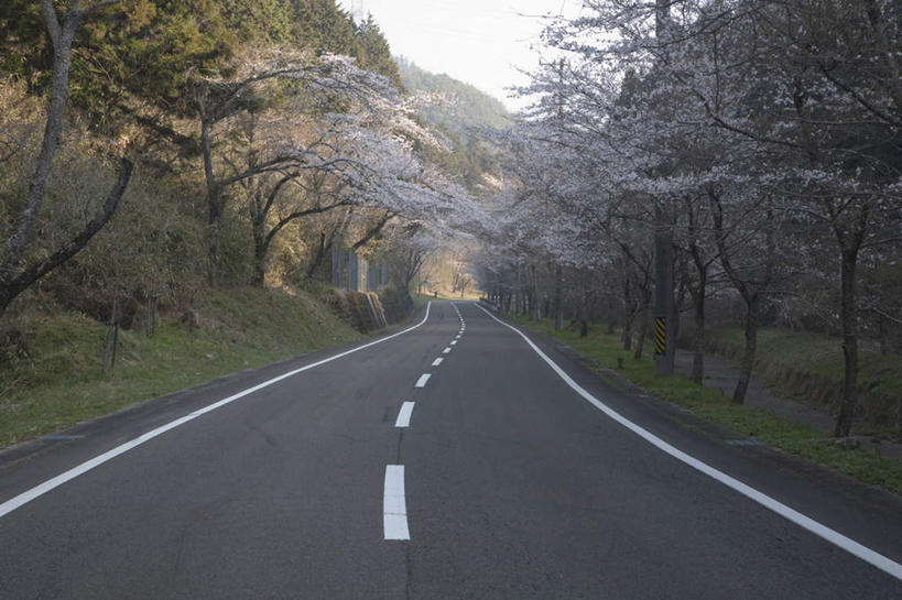 无人,横图,室外,白天,正面,旅游,度假,美景,树林,植物,道路,路,公路,樱花,叶子,日本,亚洲,许多,阴影,盛开,光线,影子,景观,分界线,绿叶,停车线,交通,娱乐,花,花瓣,花朵,花卉,鲜花,树,树木,蓝色,绿色,蓝天,天空,阳光,自然,天,花蕊,享受,休闲,嫩叶,景色,放松,生长,晴朗,成长,车行道,车行道分界线,自然风光,标线,东亚,车行线,本州,万里无云,本州岛,日本国,中部地方,岐阜,岐阜县,仙樱花,福岛樱,青肤樱,叶,叶片,晴空,晴空万里,马路,荆桃,彩图